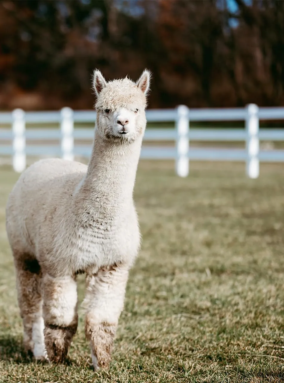 Warrior Alpaca Socks - Everyday Warrior Collection - All-Purpose Alpaca Socks - Daily Wear for Every Season